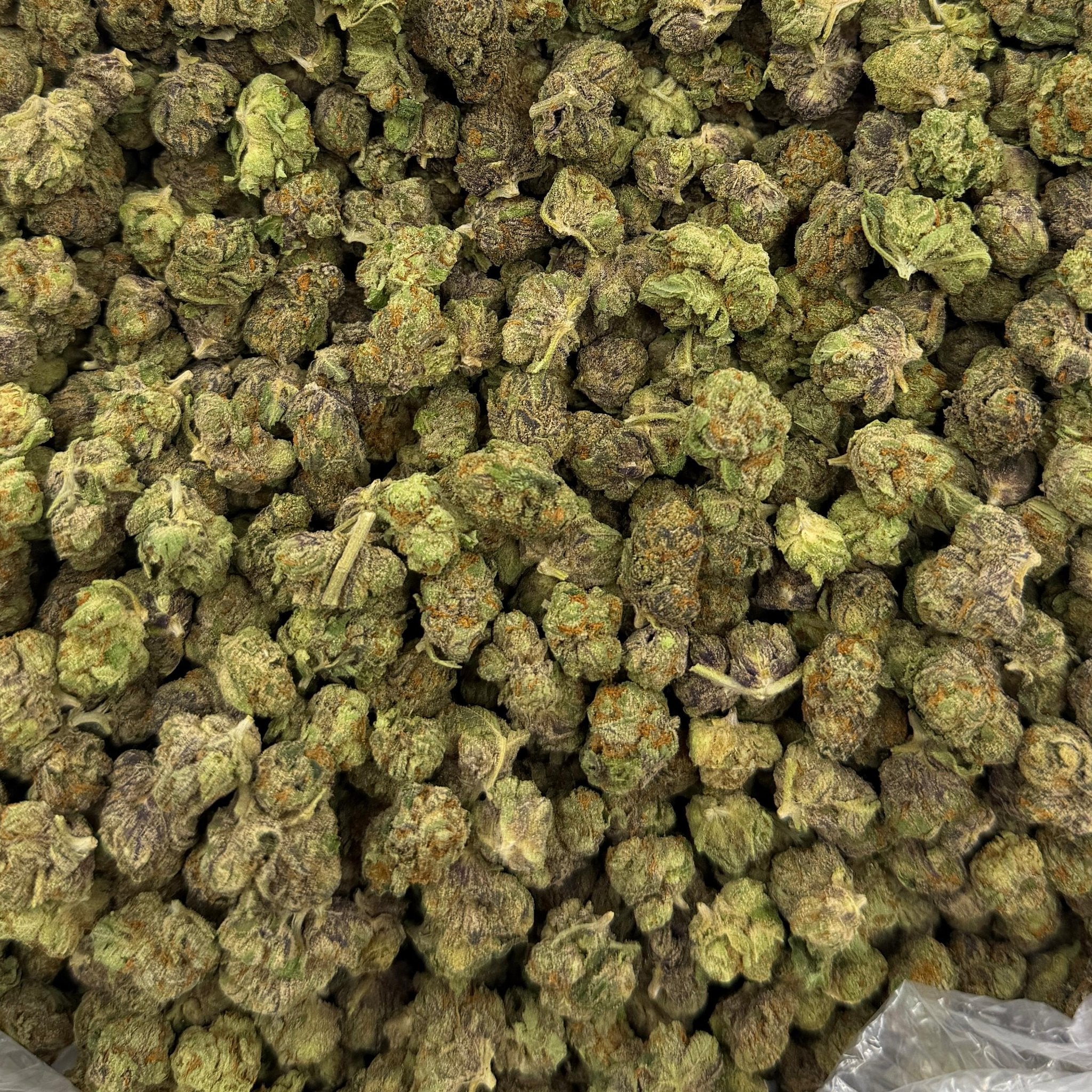 White Rhino bulk THCA flower — Plain Jane 1 lb