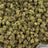 White Rhino bulk THCA flower — Plain Jane 1 lb
