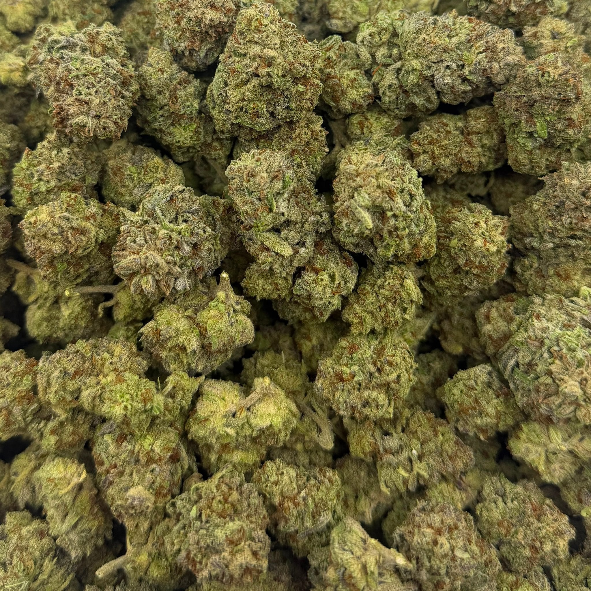 White Rhino bulk THCA flower — Plain Jane 1 lb