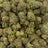 White Rhino bulk THCA flower — Plain Jane 1 lb