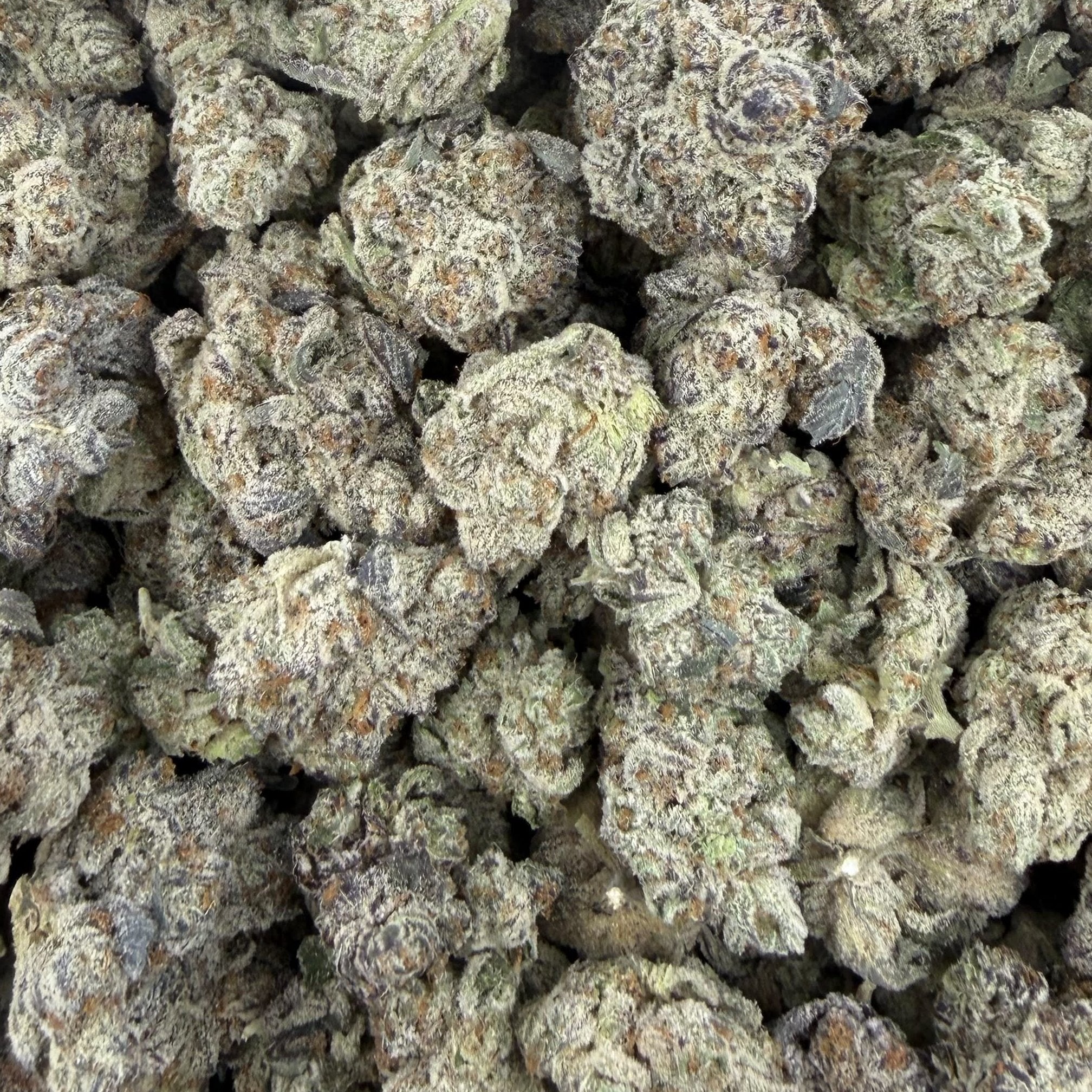 White Rhino bulk THCA flower — Plain Jane 1 lb
