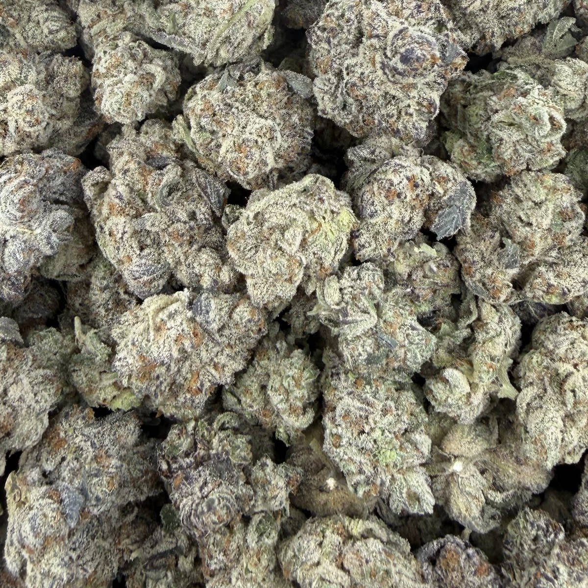 White Rhino bulk THCA flower — Plain Jane 1 lb