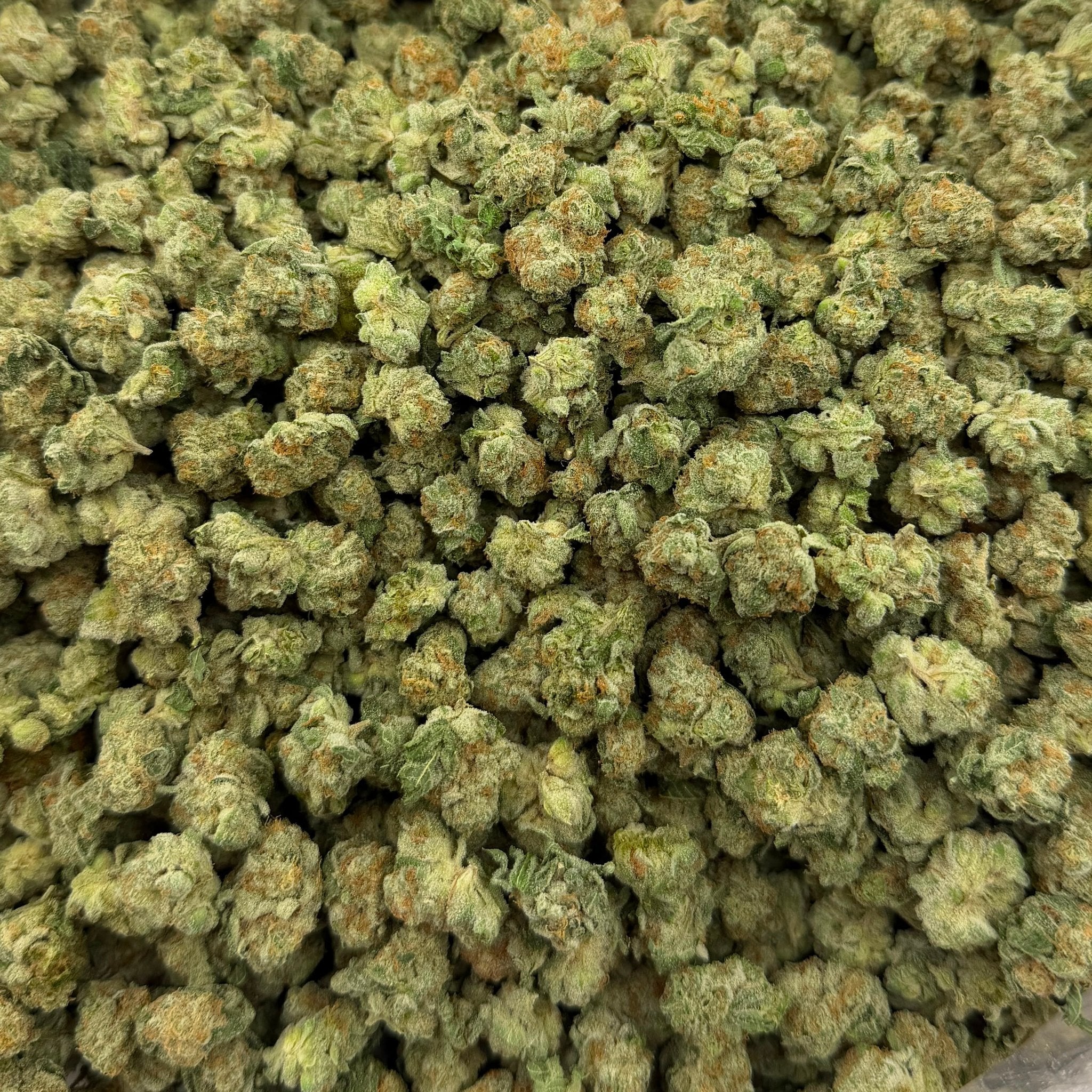 White Tahoe Cookies bulk THCA flower — Plain Jane 1 lb