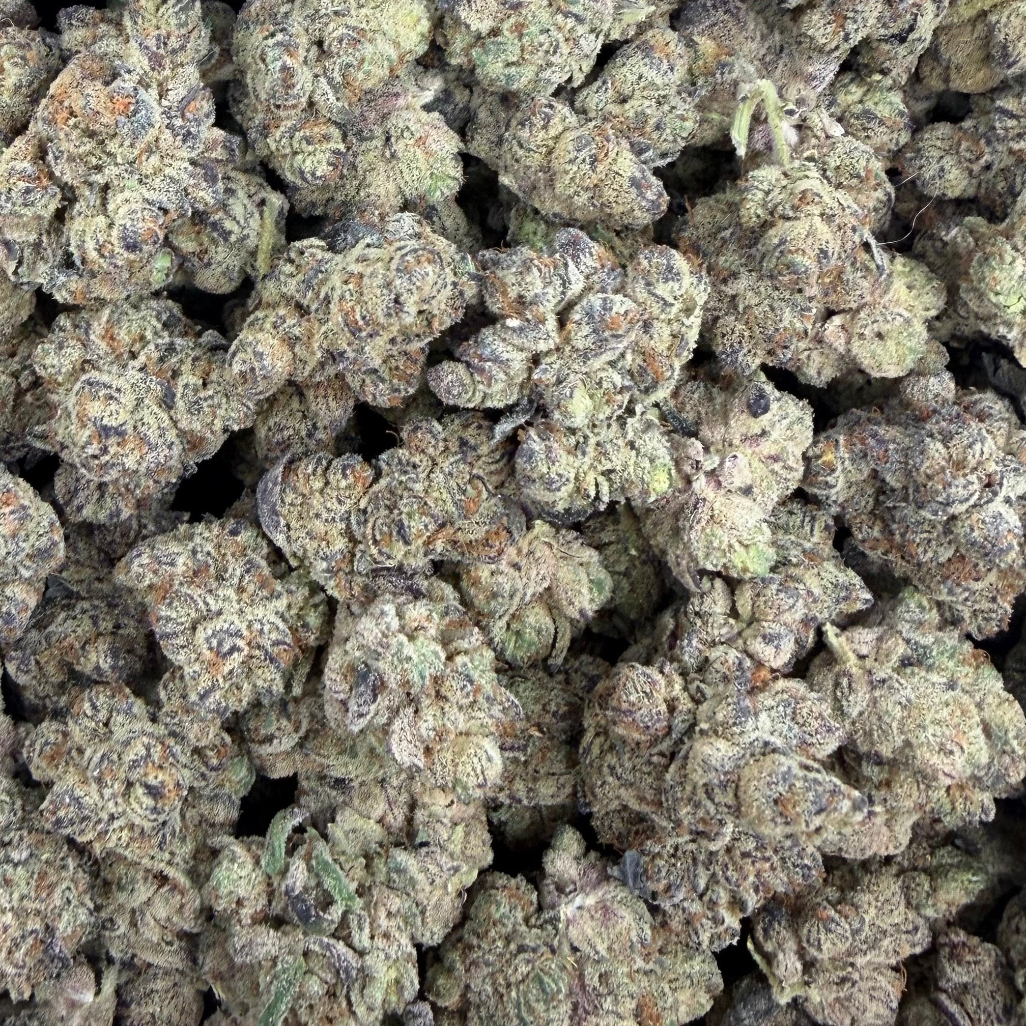 White Truffle bulk THCA flower — Plain Jane 1 lb