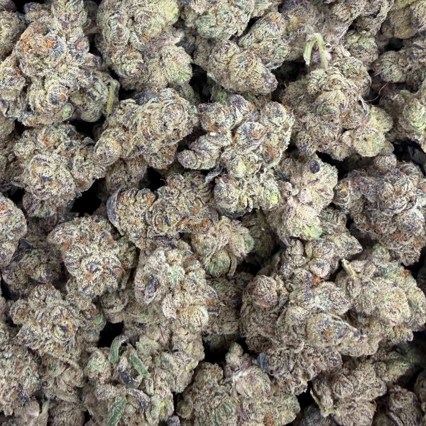 White Truffle bulk THCA flower — Plain Jane 1 lb