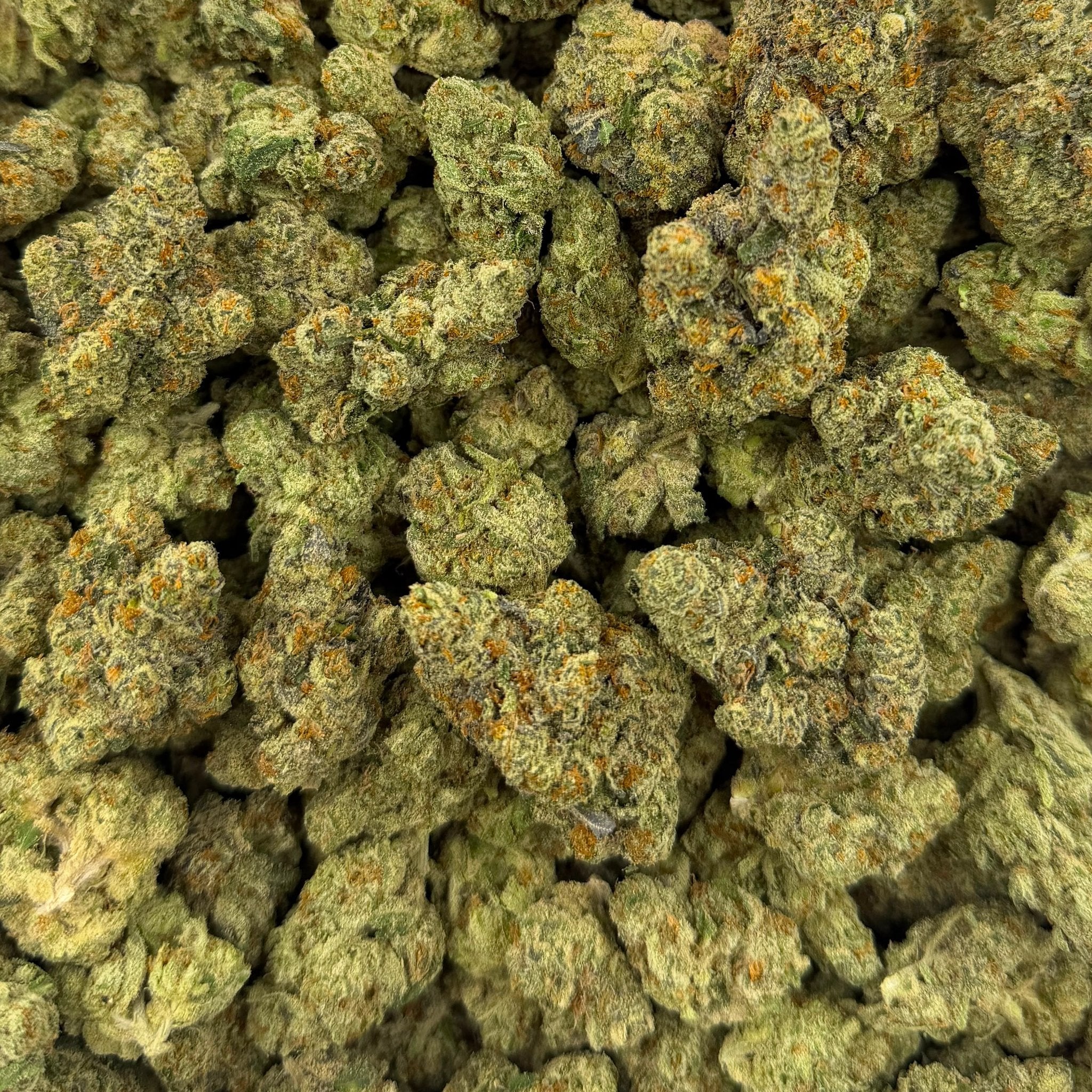 White Truffle bulk THCA flower — Plain Jane 1 lb