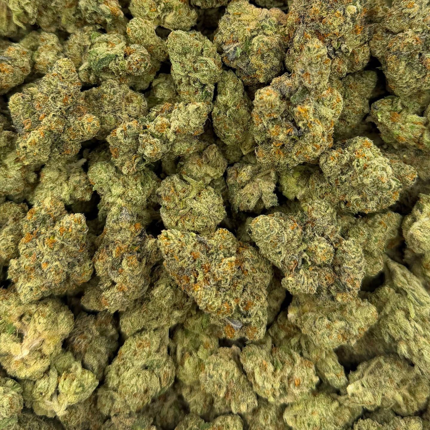 White Truffle bulk THCA flower — Plain Jane 1 lb