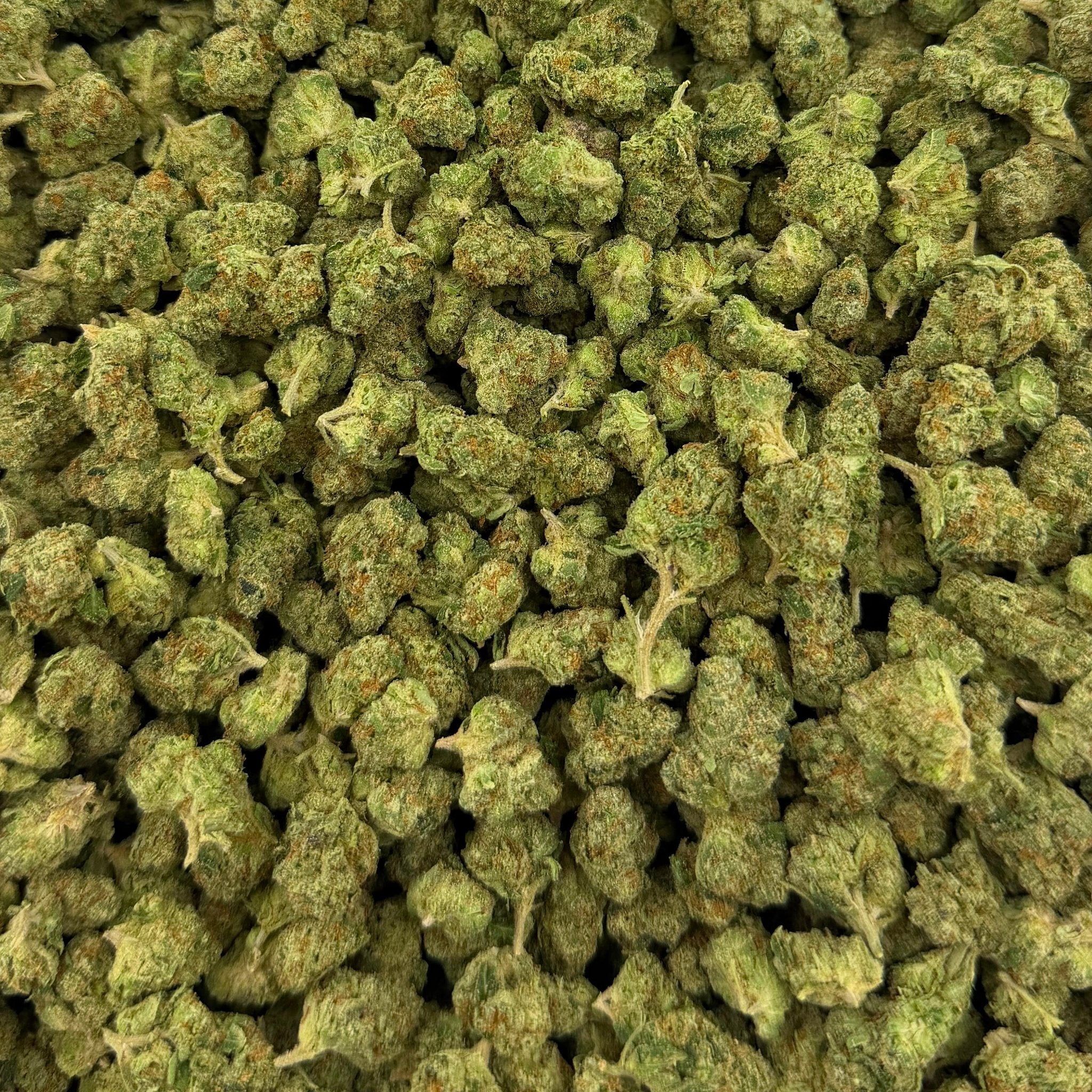 Yazz Candy bulk THCA flower — Plain Jane 1 lb
