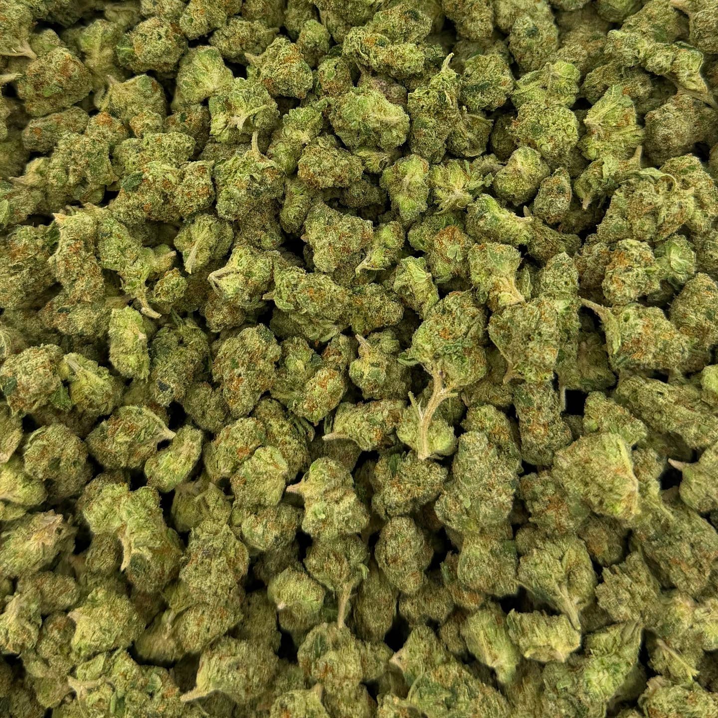 Yazz Candy bulk THCA flower — Plain Jane 1 lb