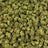 Yazz Candy bulk THCA flower — Plain Jane 1 lb