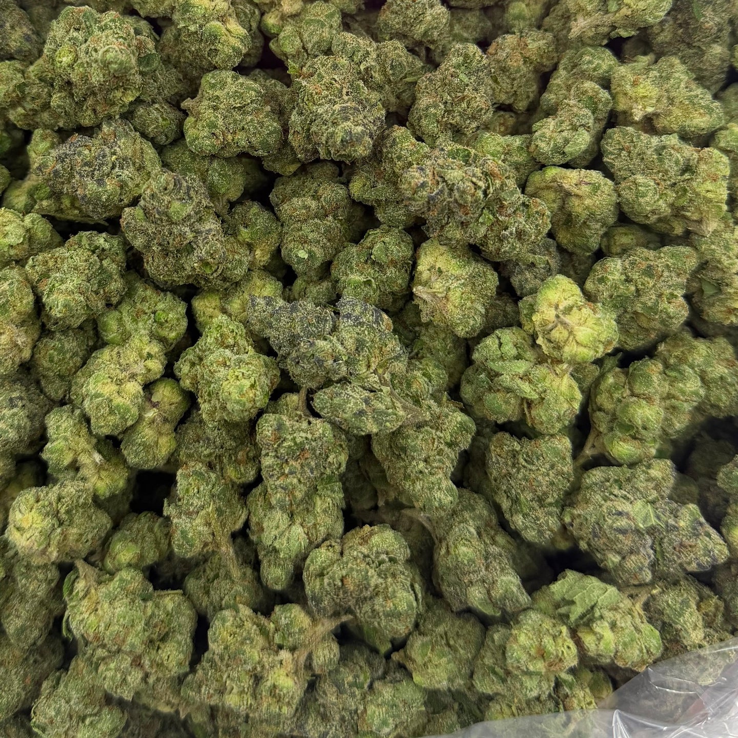 Yazz Candy bulk THCA flower — Plain Jane 1 lb