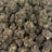 Yuzu Popper bulk THCA flower — Plain Jane 1 lb