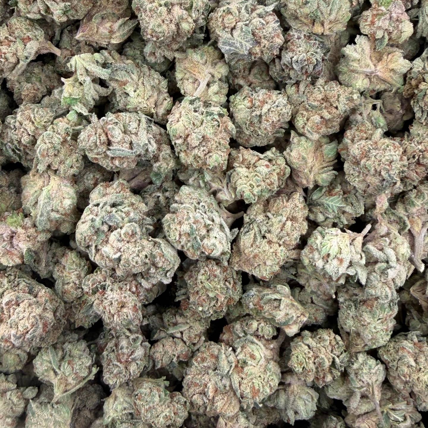 Z Cube bulk THCA flower — Plain Jane 1 lb