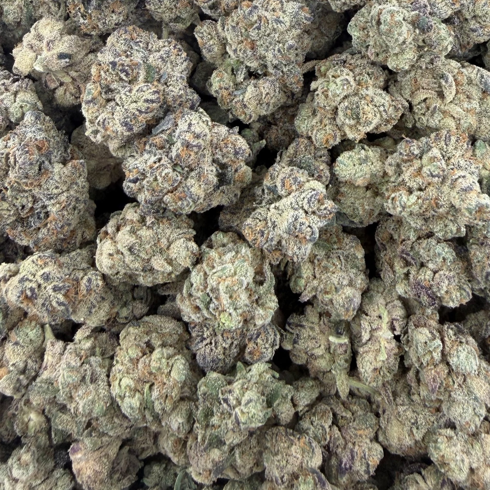 Z Topia bulk THCA flower — Plain Jane 1 lb