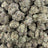 Z Topia bulk THCA flower — Plain Jane 1 lb