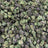 Zangria bulk THCA flower — Plain Jane 1 lb