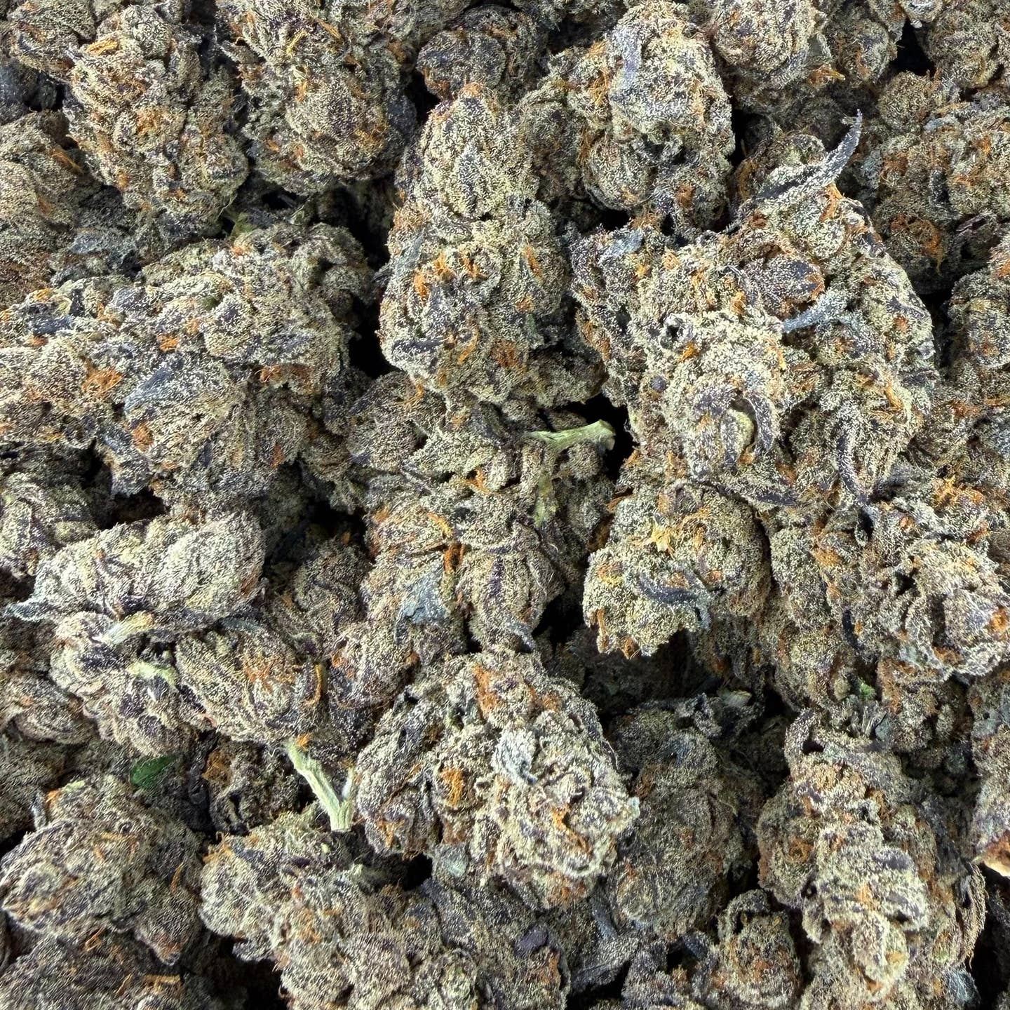 Zangria bulk THCA flower — Plain Jane 1 lb