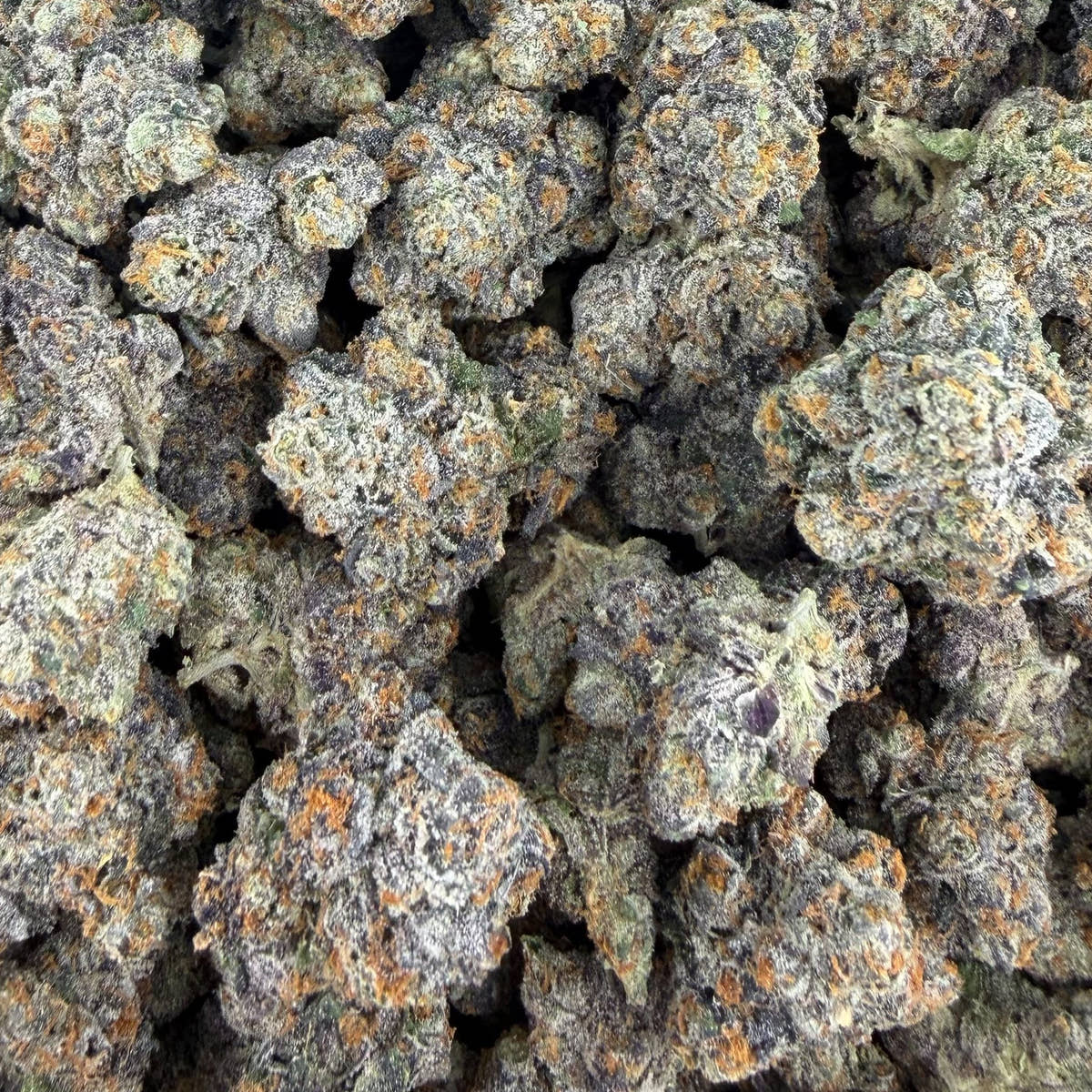 Zangria bulk THCA flower — Plain Jane 1 lb