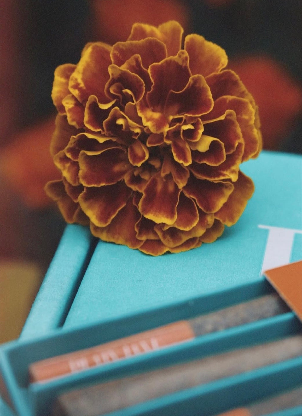 Marigold flower styled above Plain Jane pre-roll packaging