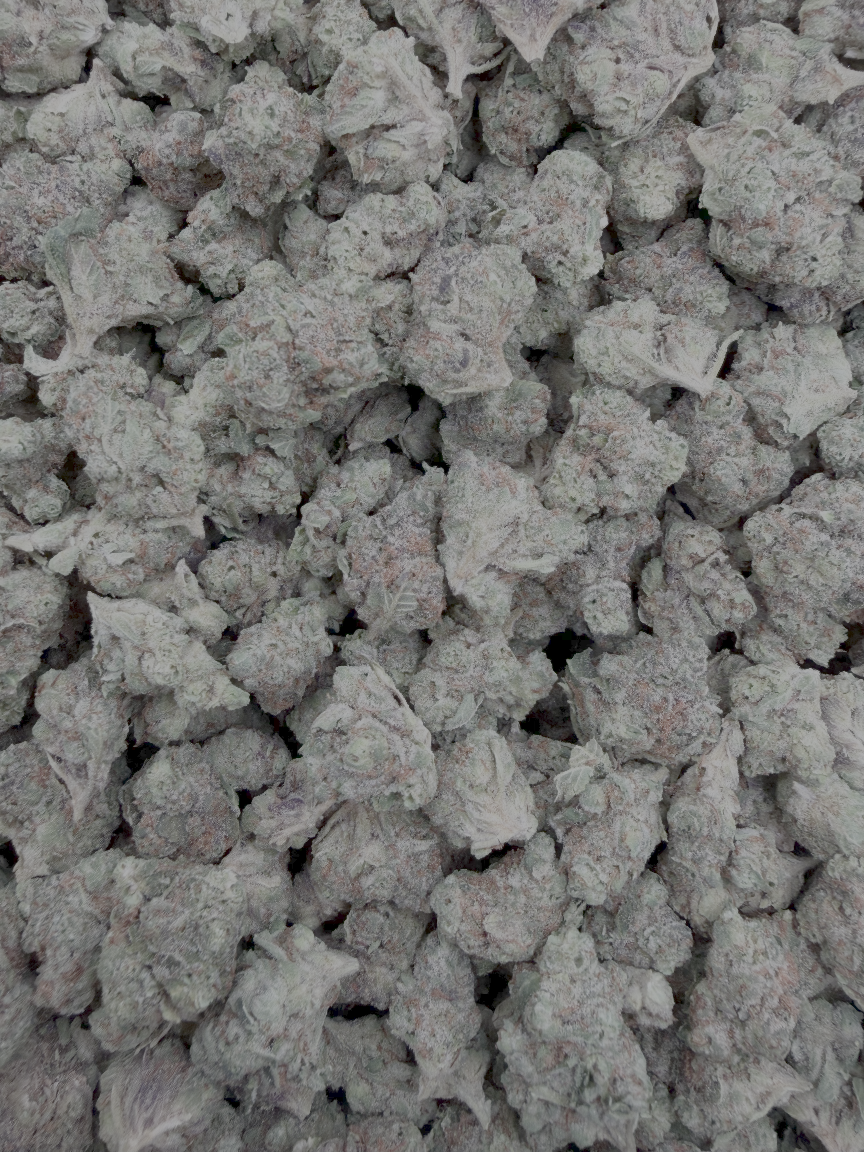 Powdered Donuts THCA flower full framed lot