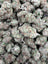 Purple Nebula Light Assist THCA flower current batch close-up