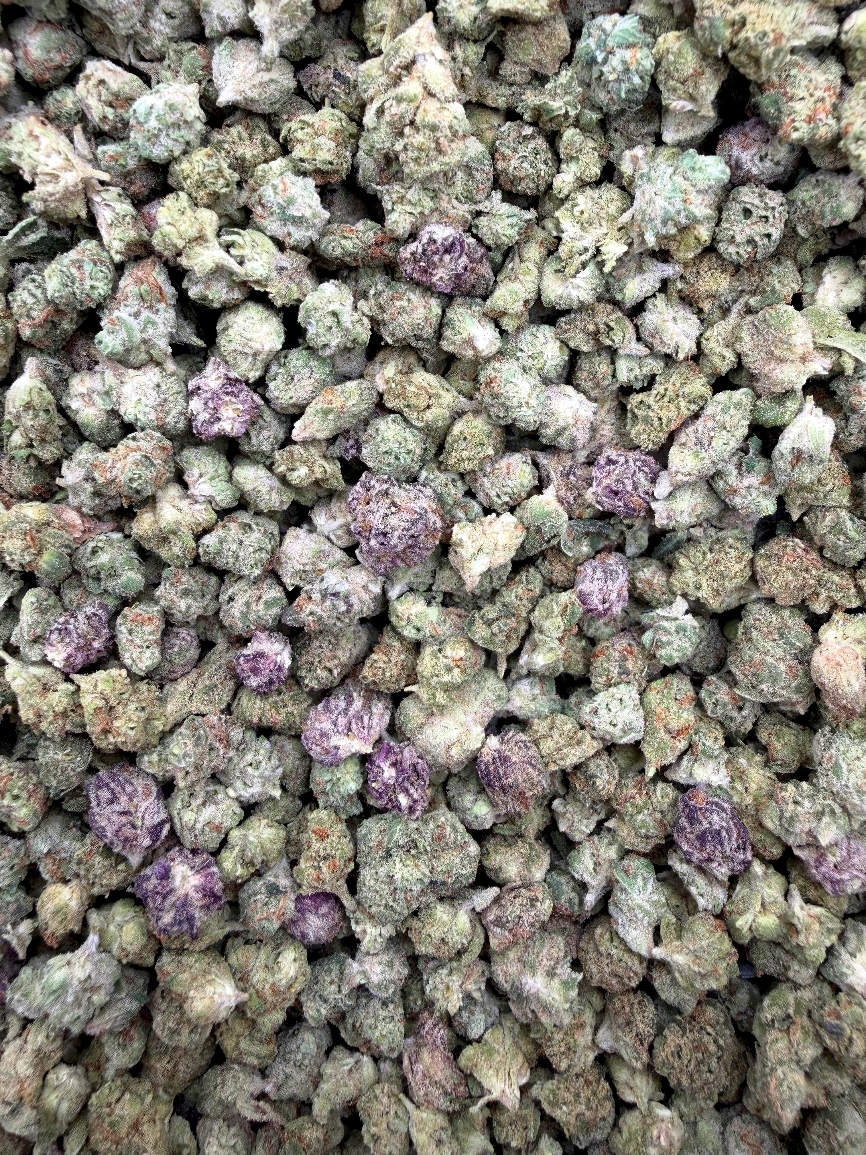 Purple Punch Micros THCA flower full current-batch close-up