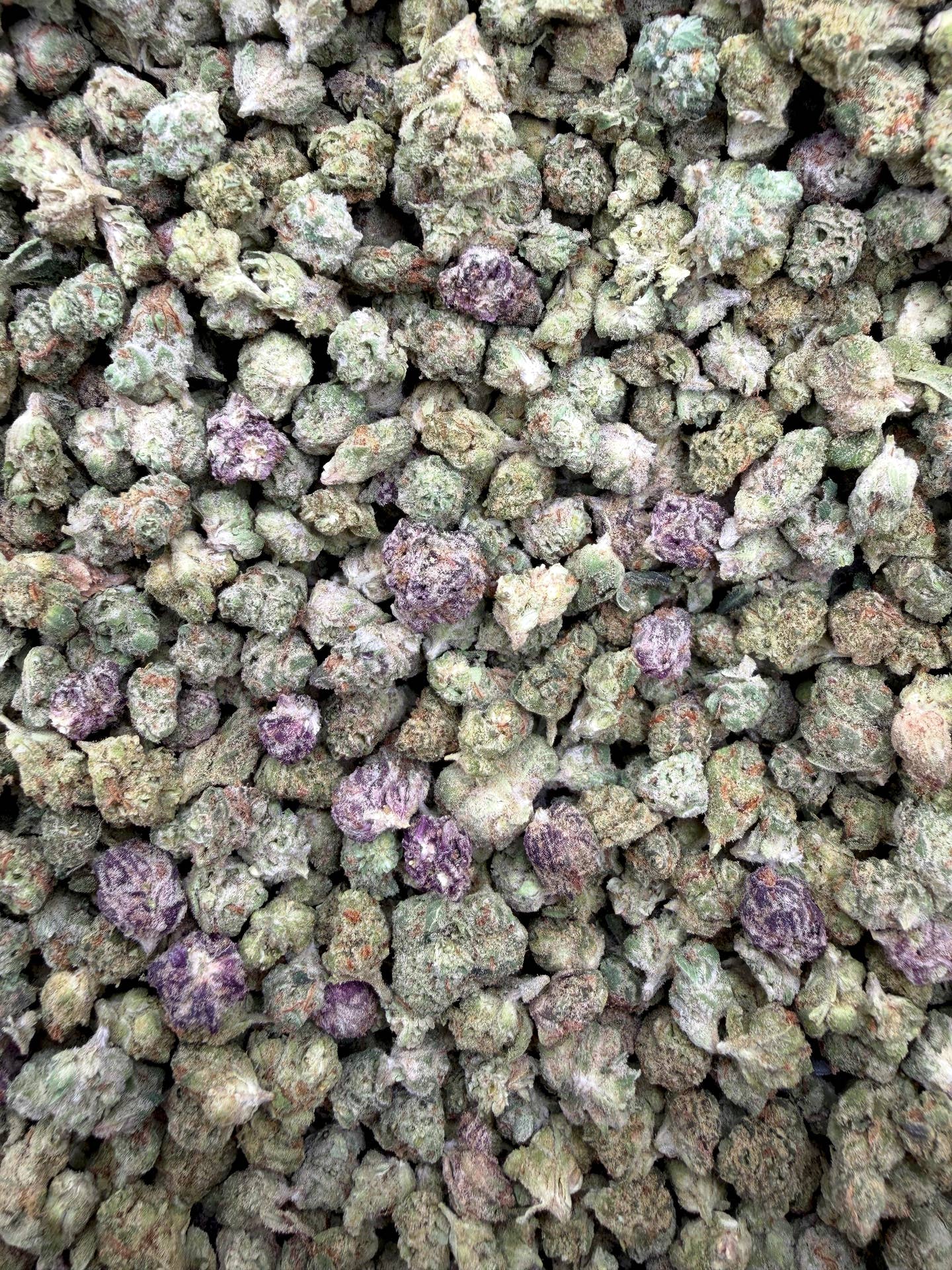Purple Punch Micros THCA flower full current-batch close-up