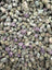 Purple Punch Micros THCA flower full current-batch close-up