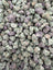 Purple Rock Candy THCA flower full-frame batch photograph