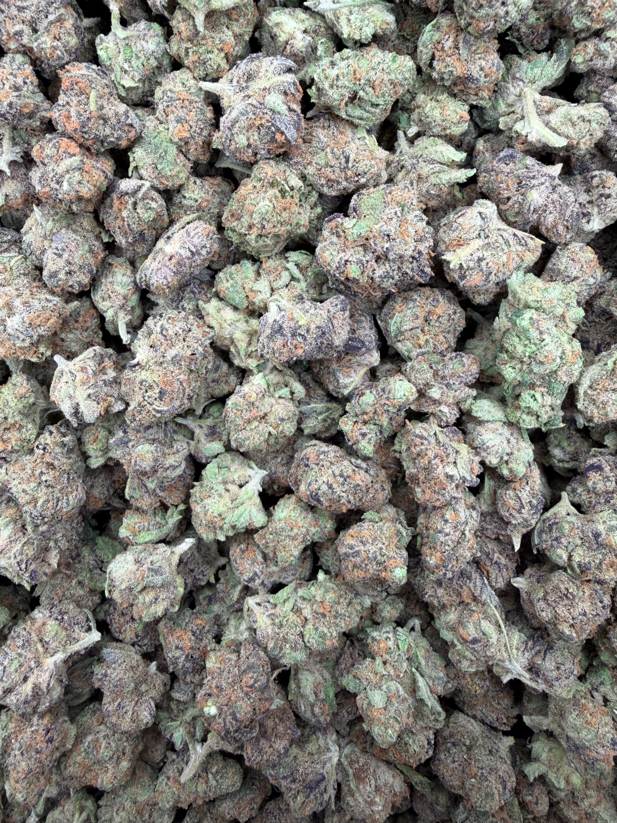 Razzleberry indoor medium buds THCA flower — full-lot view