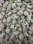 Razzleberry indoor medium buds THCA flower — full-lot view