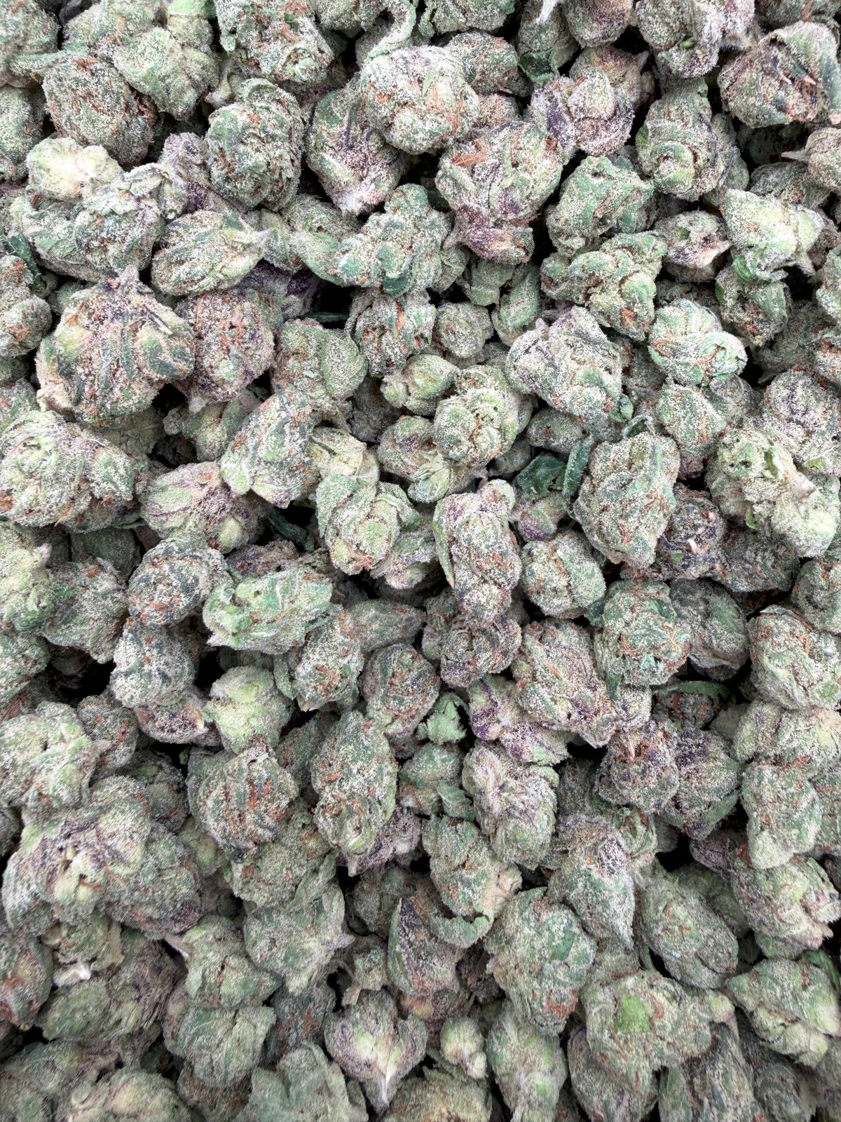 Satsuma Sherb THCA flower full-frame batch photograph