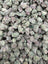 Satsuma Sherb THCA flower full-frame batch photograph