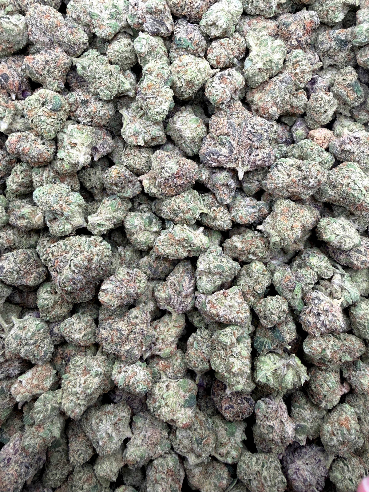 Scissor Queen Indoor Smalls THCA flower full current-batch photo