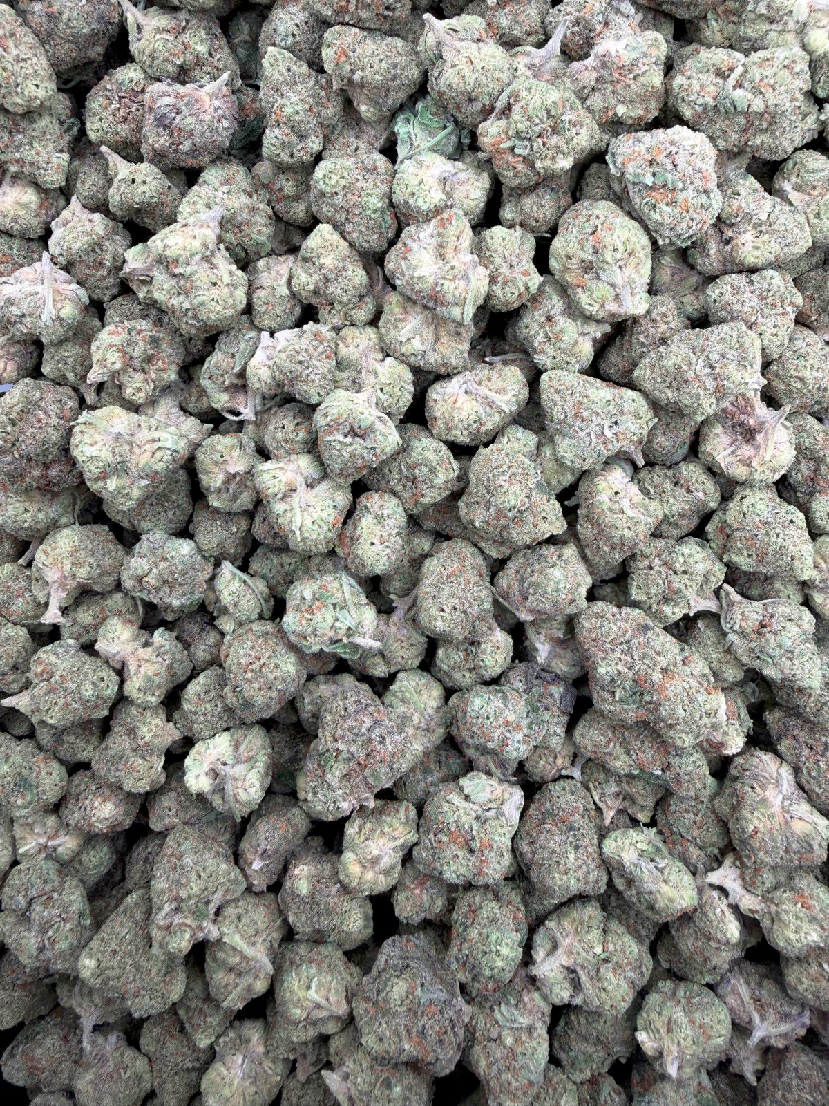 Skittz Burn THCA flower full-frame batch photograph