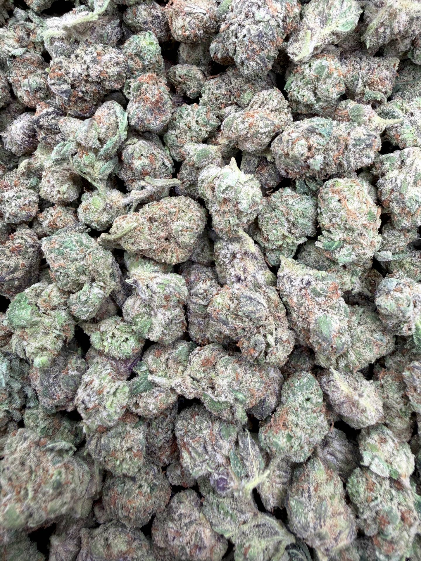 Snow Purple Punch Indoor Smalls THCA flower – full current-batch photo