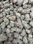 Snow Purple Punch Indoor Smalls THCA flower – full current-batch photo