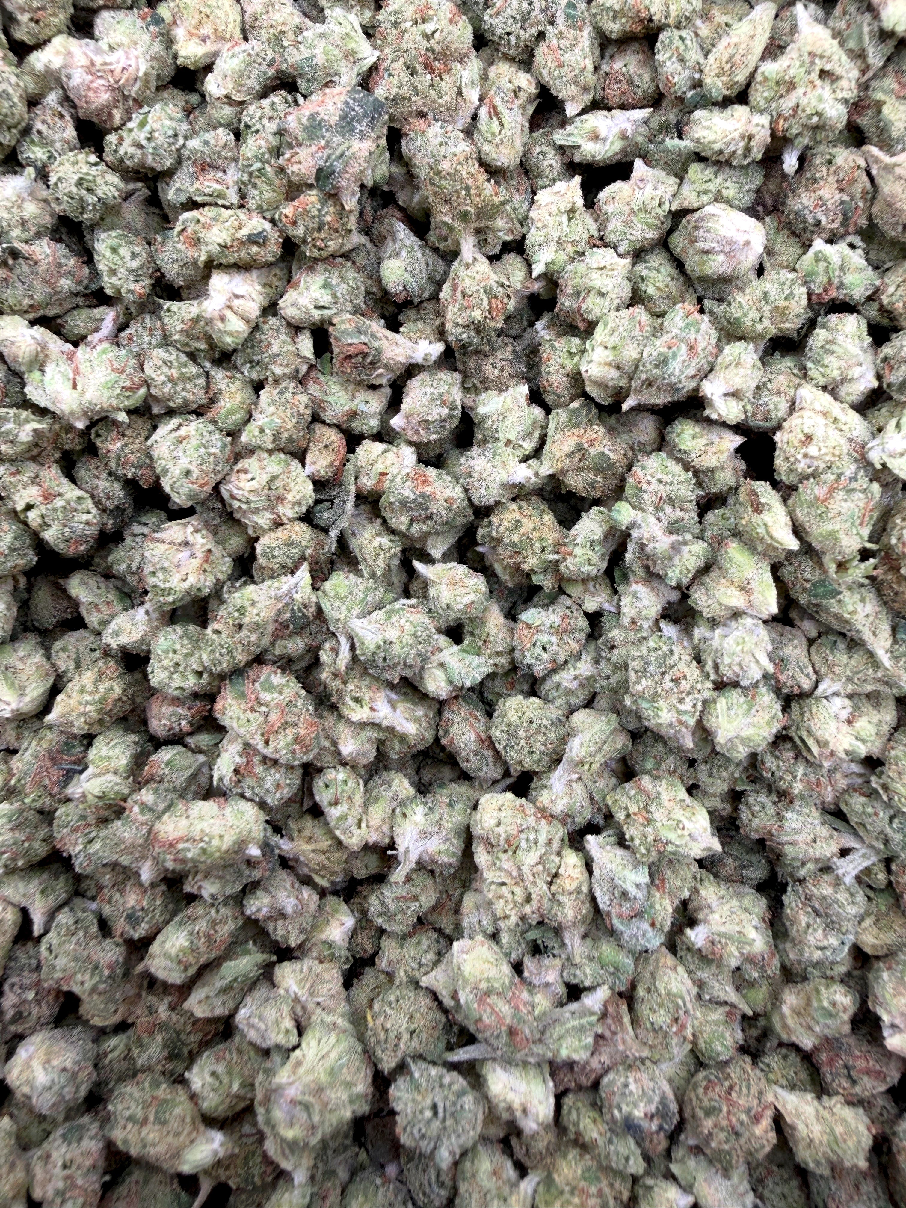 Sour Chiesel Micros THCA flower full current-batch close-up