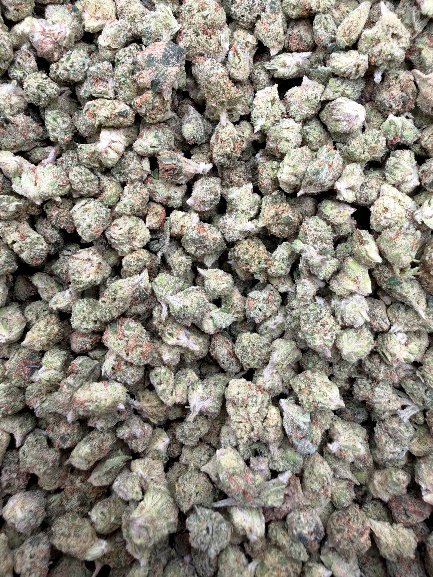 Sour Chiesel Micros THCA flower full current-batch close-up