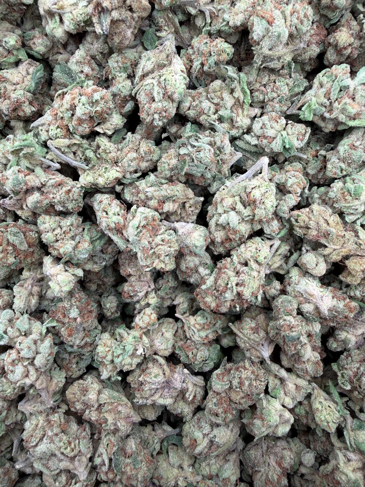 Sour Warheads Indoor Smalls THCA flower – current full-lot view
