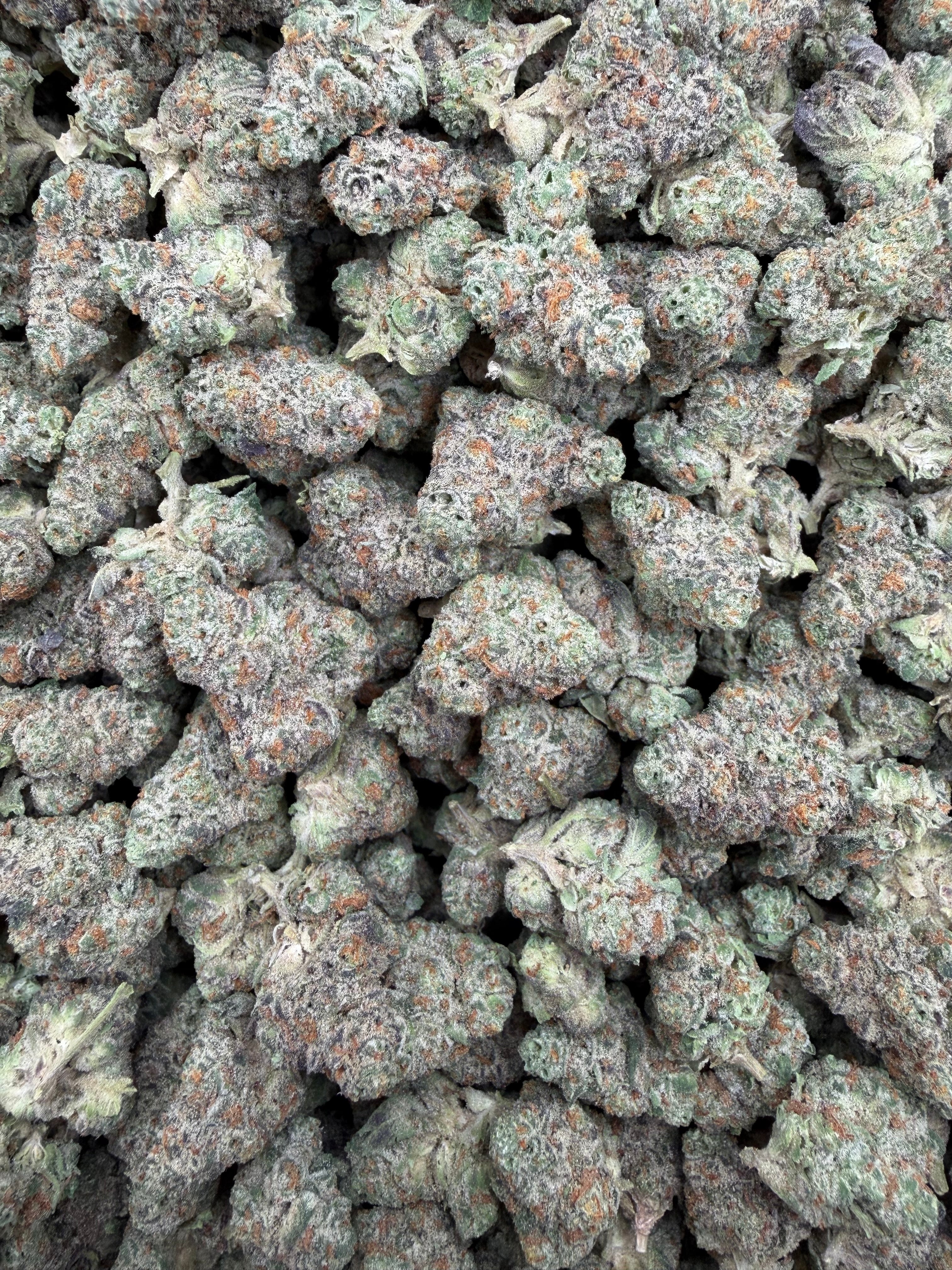 Sugar Cookies Smalls THCA flower - exact current-lot full-frame photo