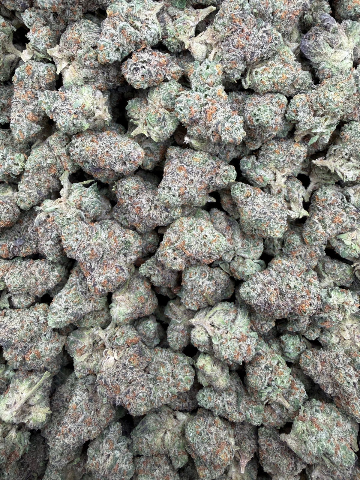 Sugar Cookies Smalls THCA flower - exact current-lot full-frame photo