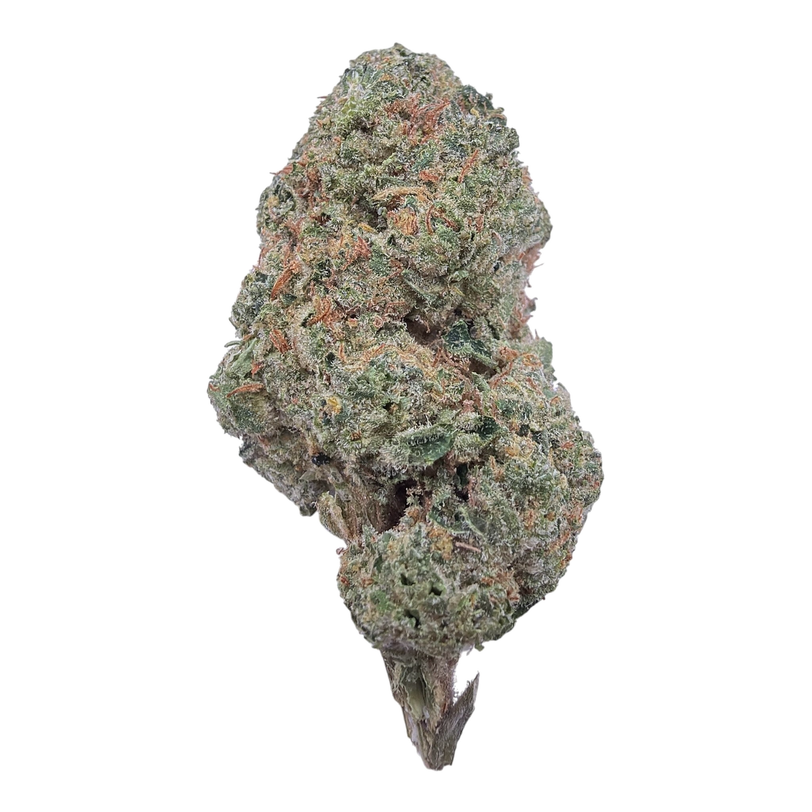 Sugar Cookies Indoor Full-Size Buds THCA flower – isolated current-lot bud