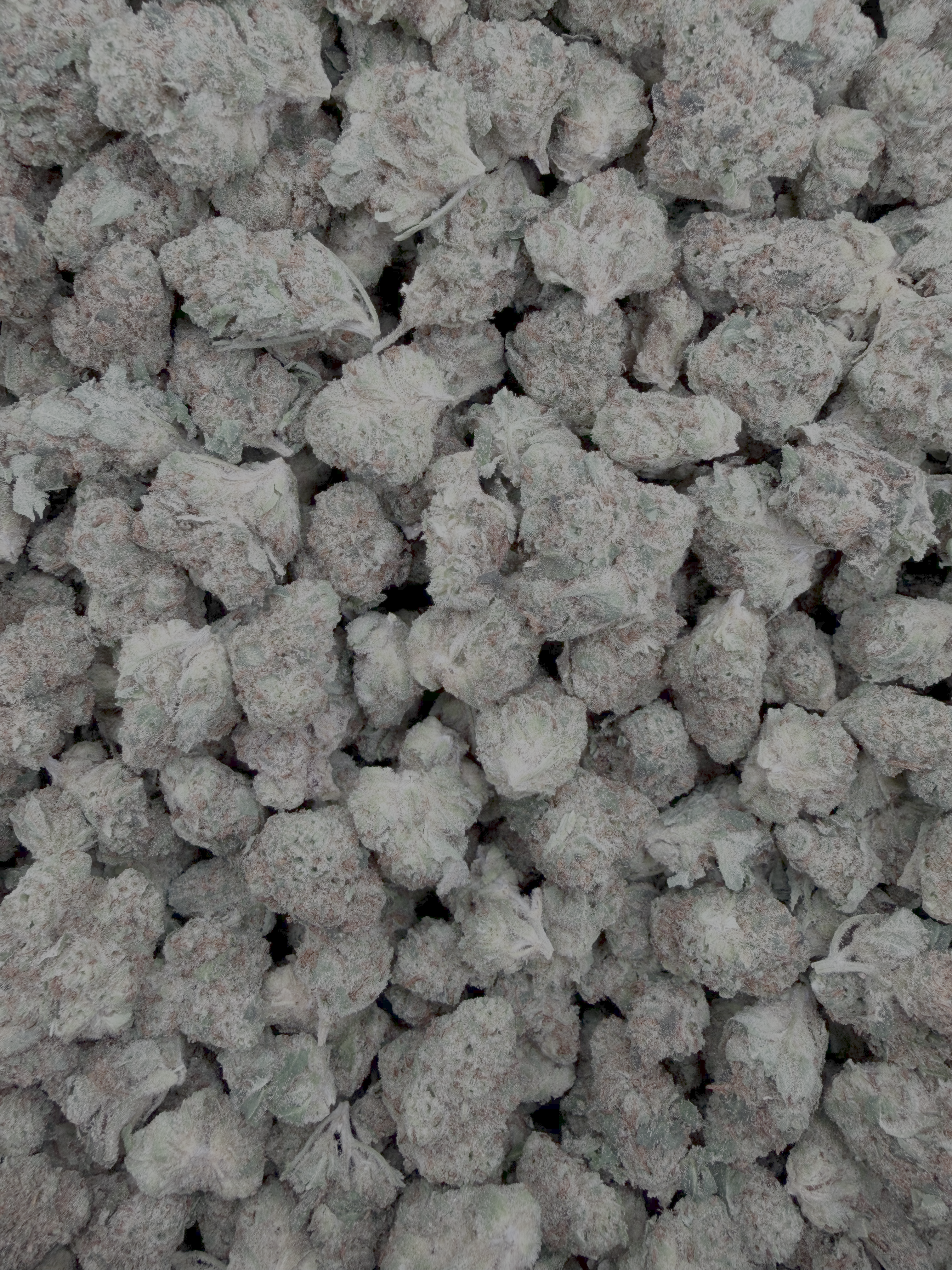 Tangerine Tree Smalls THCA flower – current full-lot view