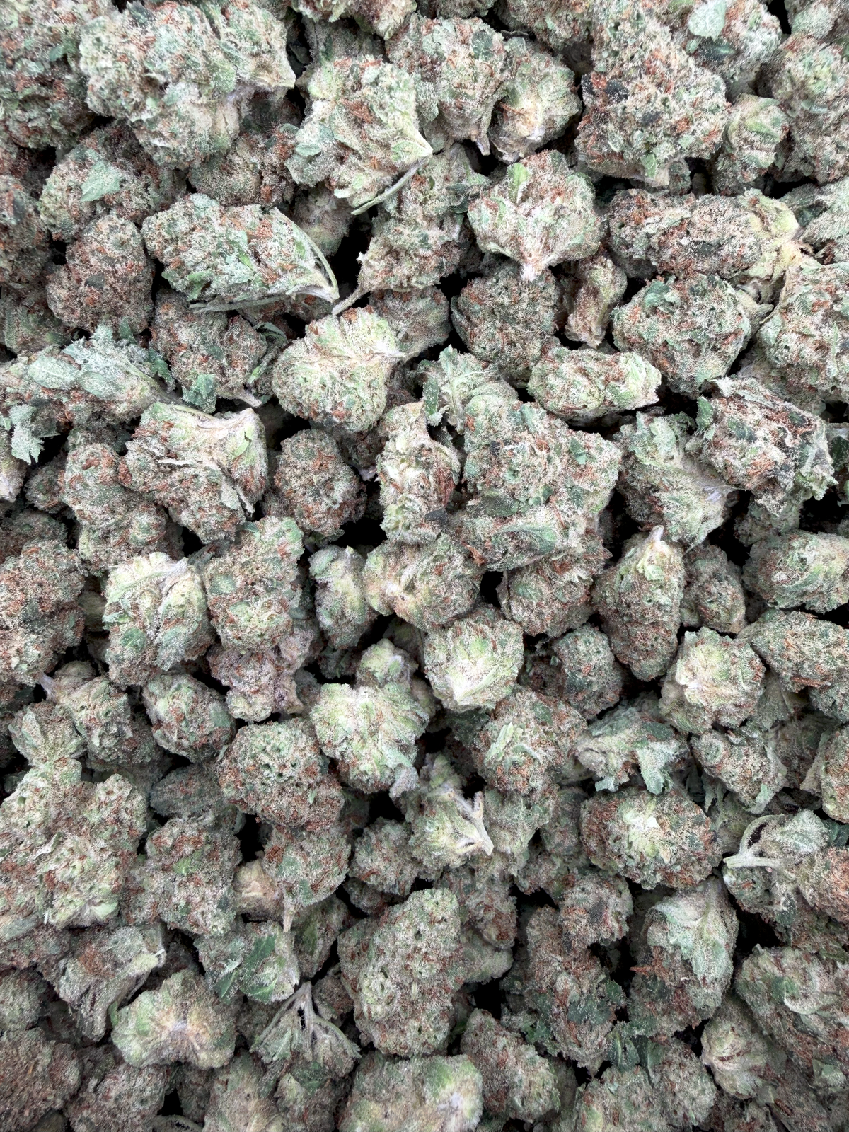 Tangerine Tree Smalls THCA flower – current full-lot view