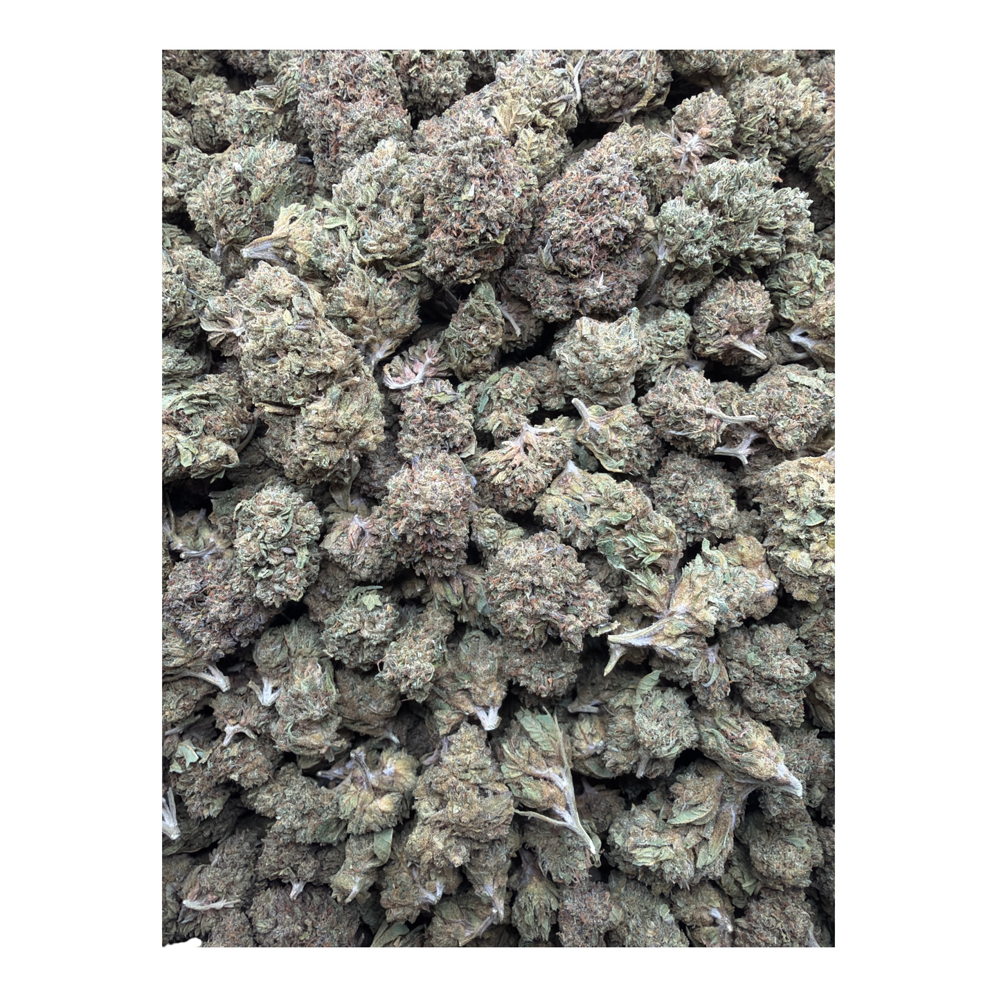 Triple OG Greenhouse THCA flower batch view