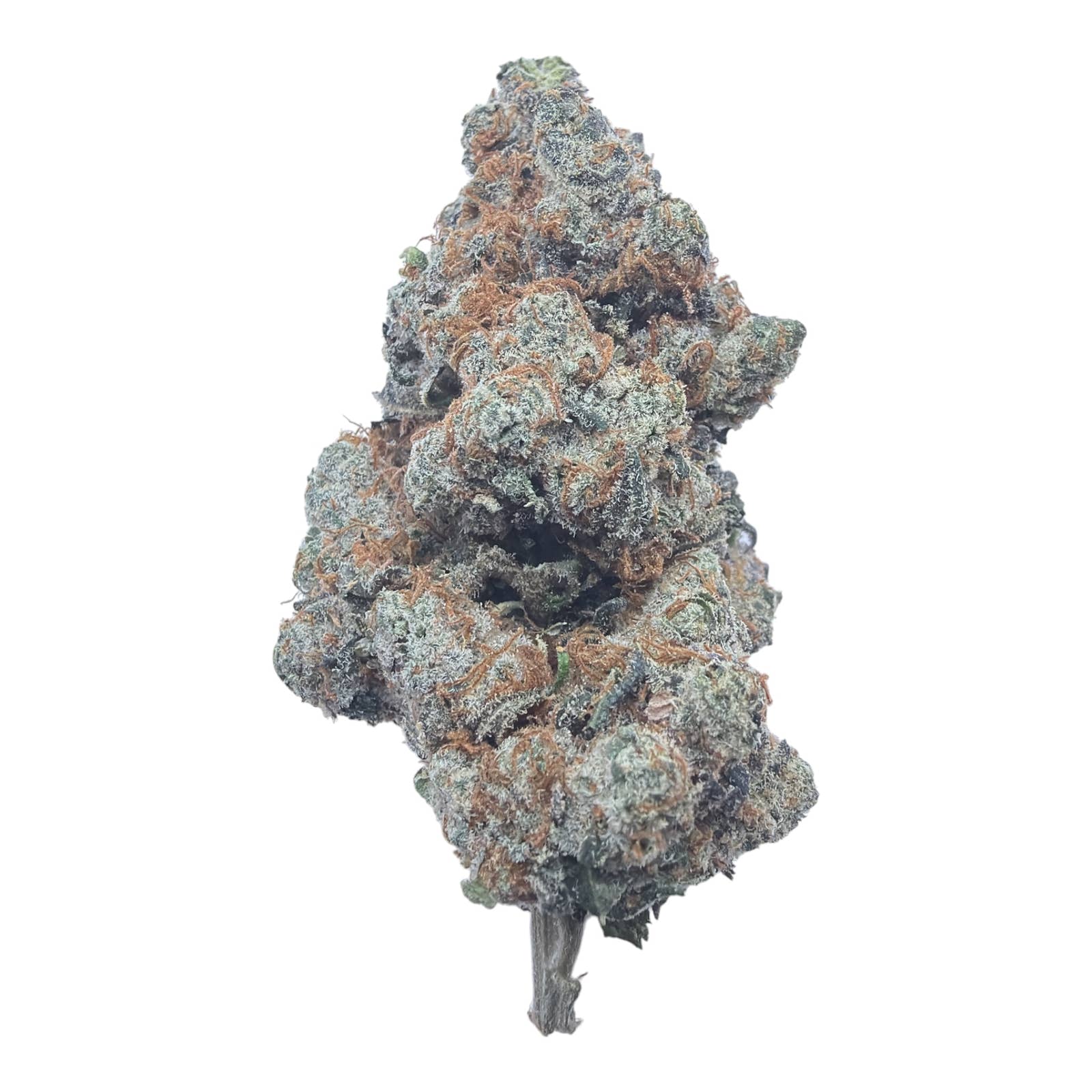 Watermelon Gelato Exotic Full-Size Buds THCA flower – isolated current-lot bud