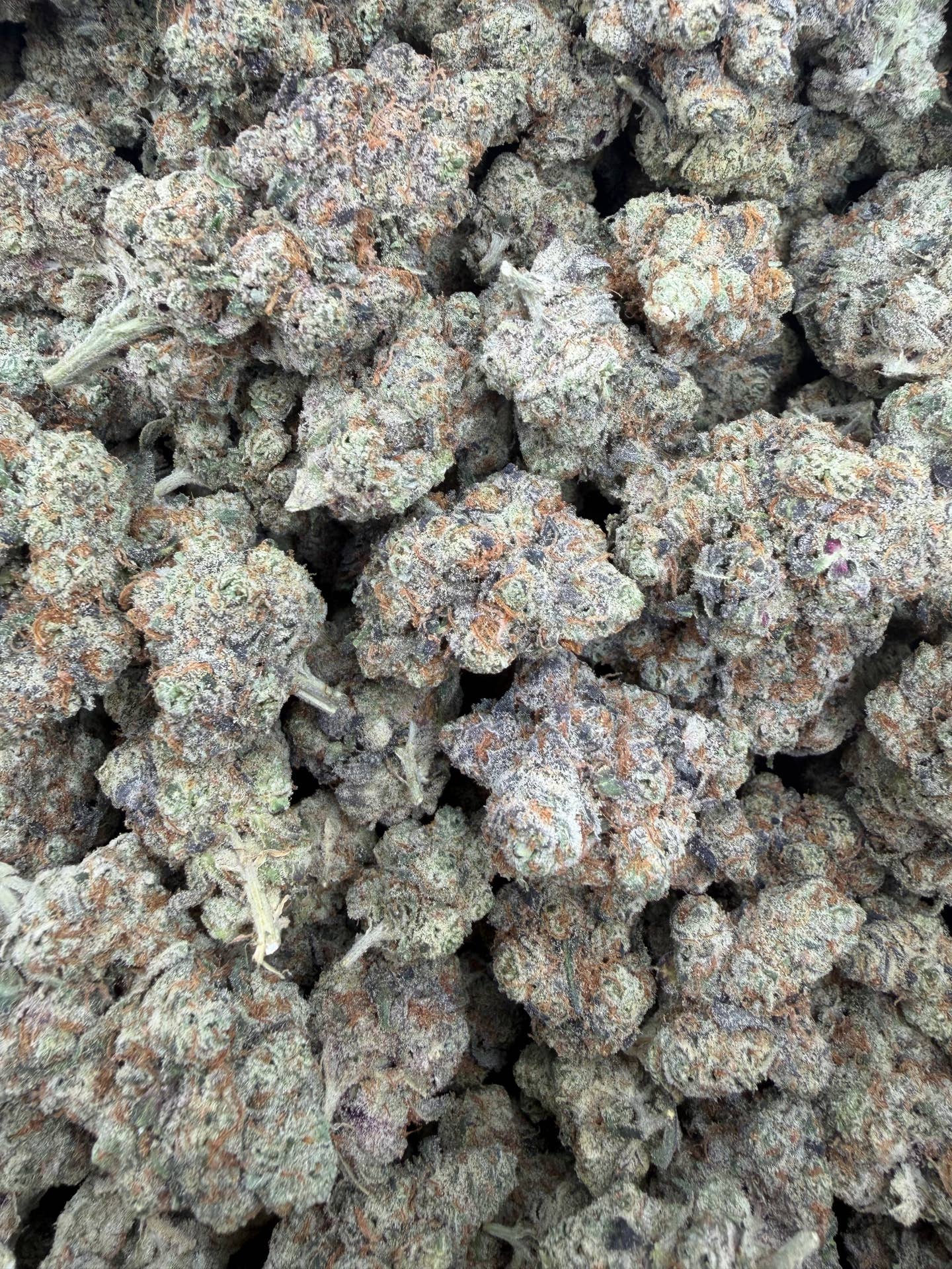 Watermelon Gelato Exotic Full-Size Buds THCA flower – full current-batch photo