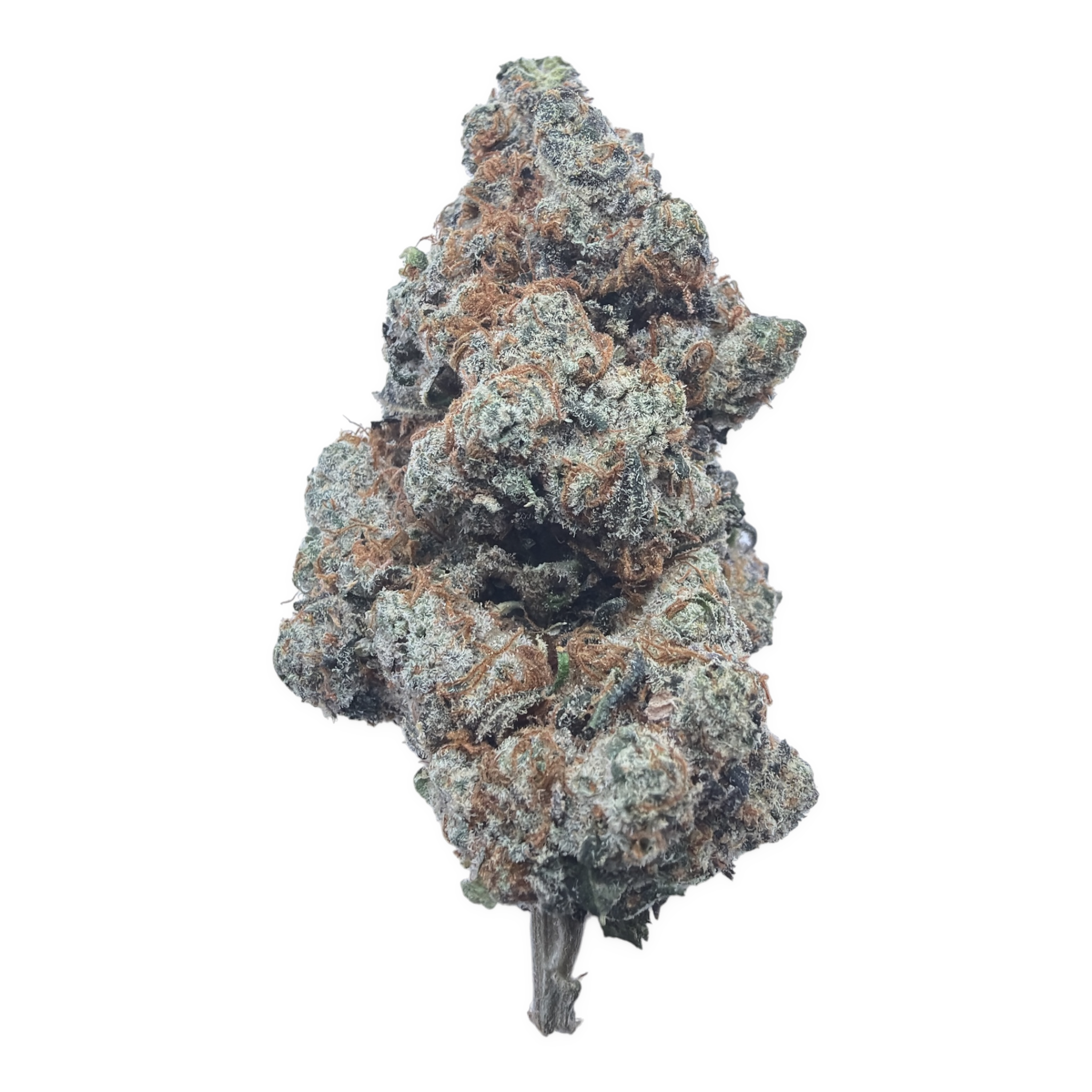 Watermelon Gelato Exotic Full-Size Buds THCA flower – isolated current-lot bud