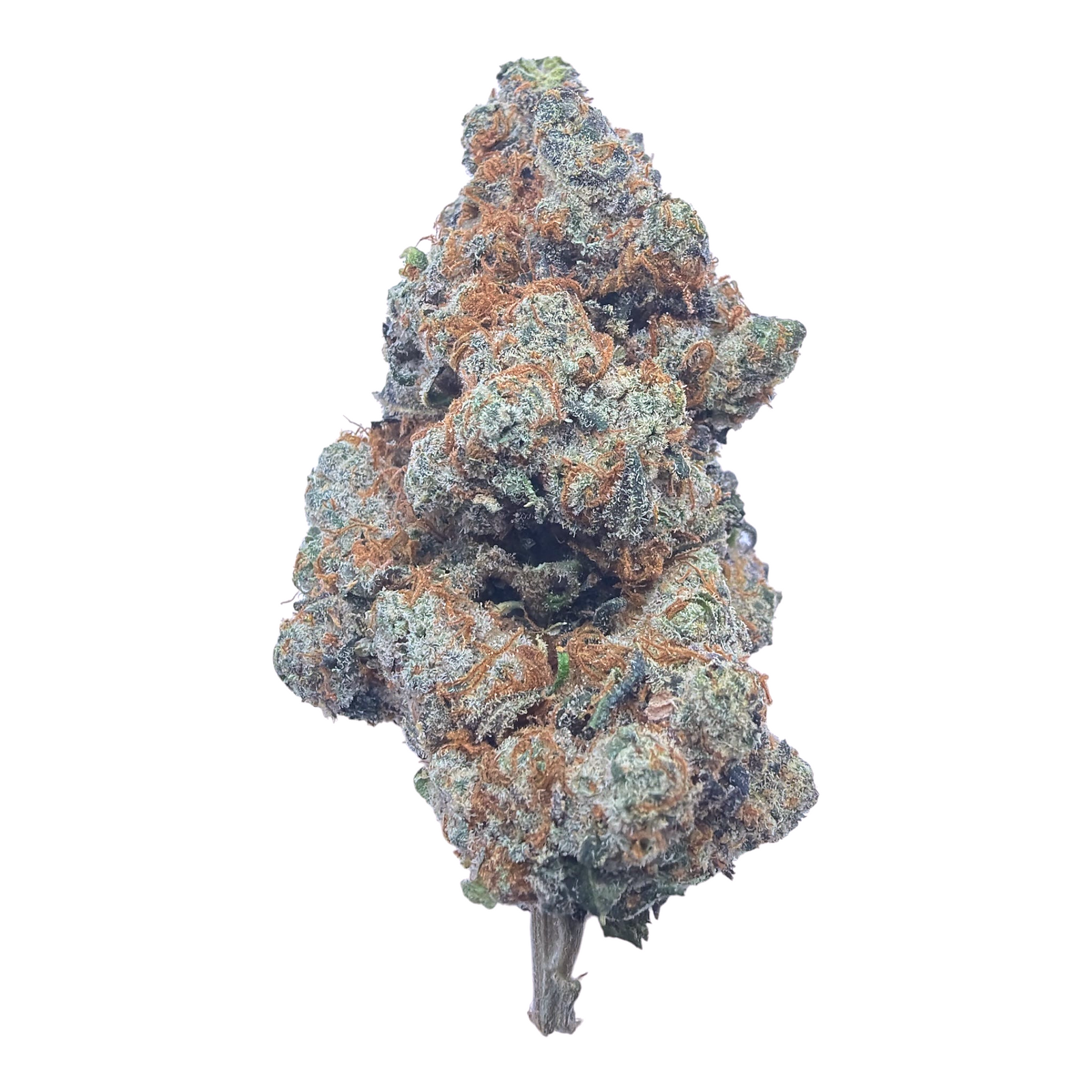Watermelon Gelato Exotic Full-Size Buds THCA flower – isolated current-lot bud